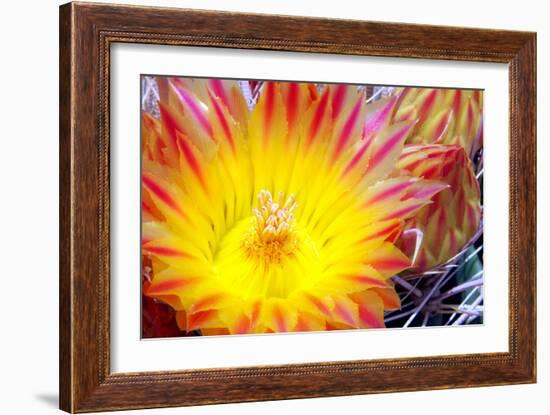 Cactus Flower I-Douglas Taylor-Framed Photographic Print