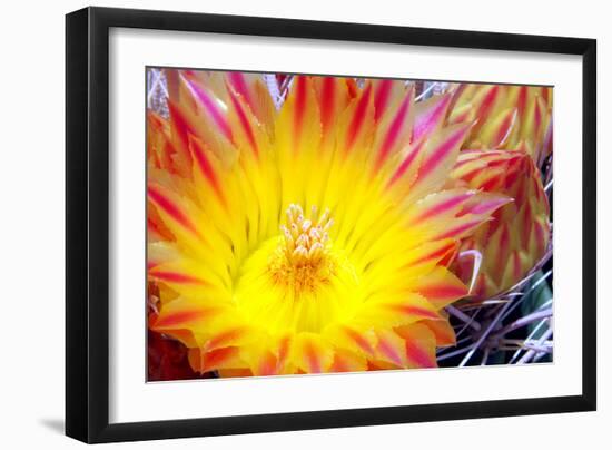 Cactus Flower I-Douglas Taylor-Framed Photographic Print