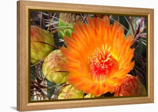 Cactus Flower II-Douglas Taylor-Framed Premier Image Canvas