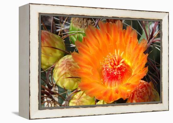 Cactus Flower II-Douglas Taylor-Framed Premier Image Canvas