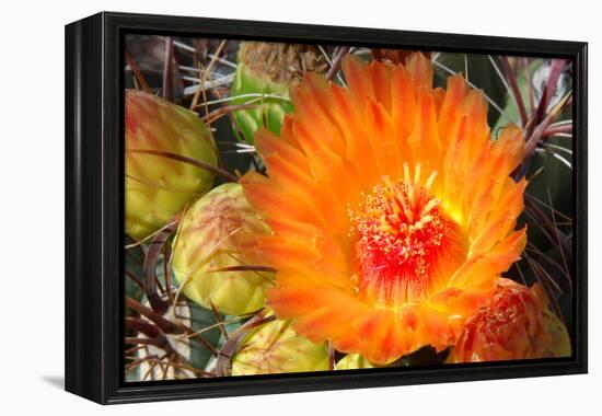 Cactus Flower II-Douglas Taylor-Framed Premier Image Canvas