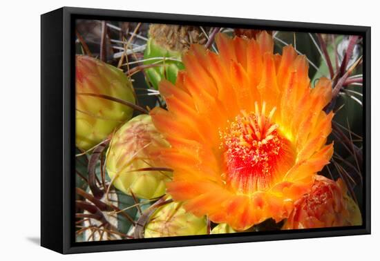Cactus Flower II-Douglas Taylor-Framed Premier Image Canvas