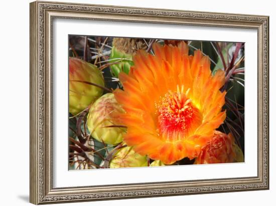 Cactus Flower II-Douglas Taylor-Framed Photographic Print