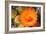 Cactus Flower II-Douglas Taylor-Framed Photographic Print