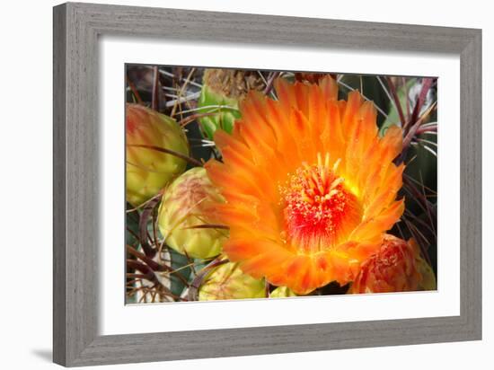 Cactus Flower II-Douglas Taylor-Framed Photographic Print