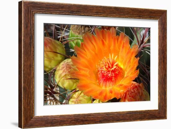 Cactus Flower II-Douglas Taylor-Framed Photographic Print