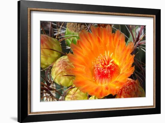 Cactus Flower II-Douglas Taylor-Framed Photographic Print