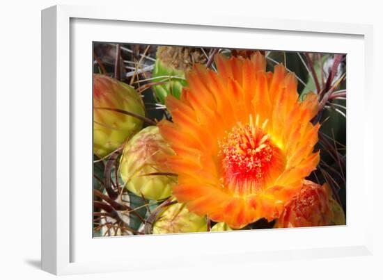 Cactus Flower II-Douglas Taylor-Framed Photographic Print