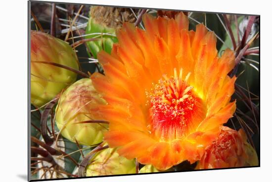 Cactus Flower II-Douglas Taylor-Mounted Photographic Print