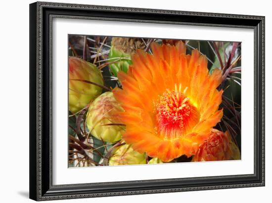 Cactus Flower II-Douglas Taylor-Framed Photographic Print