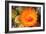 Cactus Flower II-Douglas Taylor-Framed Photographic Print