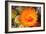 Cactus Flower II-Douglas Taylor-Framed Photographic Print