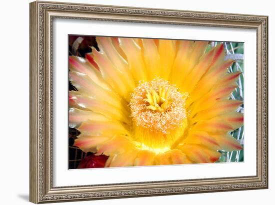 Cactus Flower III-Douglas Taylor-Framed Photographic Print