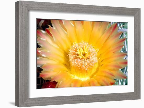 Cactus Flower III-Douglas Taylor-Framed Photographic Print