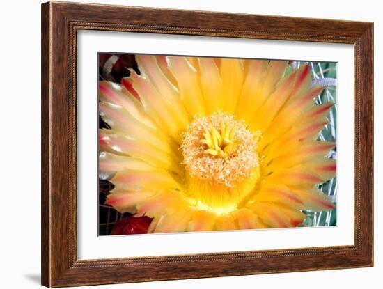 Cactus Flower III-Douglas Taylor-Framed Photographic Print