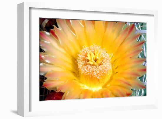 Cactus Flower III-Douglas Taylor-Framed Photographic Print