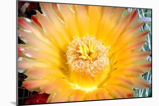 Cactus Flower III-Douglas Taylor-Mounted Photographic Print