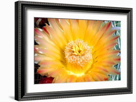 Cactus Flower III-Douglas Taylor-Framed Photographic Print