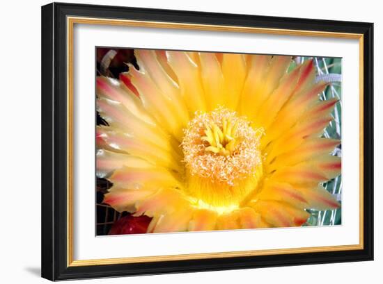 Cactus Flower III-Douglas Taylor-Framed Photographic Print