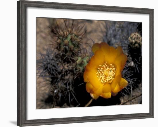 Cactus Flower in Atacama Desert, Chile-Andres Morya-Framed Photographic Print