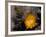 Cactus Flower in Atacama Desert, Chile-Andres Morya-Framed Photographic Print