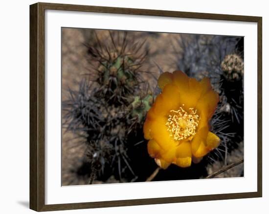 Cactus Flower in Atacama Desert, Chile-Andres Morya-Framed Photographic Print