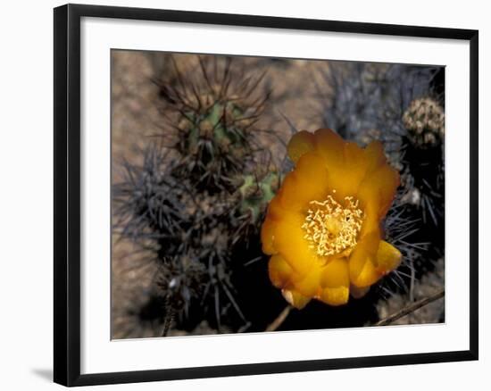 Cactus Flower in Atacama Desert, Chile-Andres Morya-Framed Photographic Print