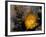 Cactus Flower in Atacama Desert, Chile-Andres Morya-Framed Photographic Print