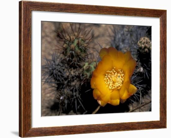 Cactus Flower in Atacama Desert, Chile-Andres Morya-Framed Photographic Print