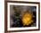 Cactus Flower in Atacama Desert, Chile-Andres Morya-Framed Photographic Print