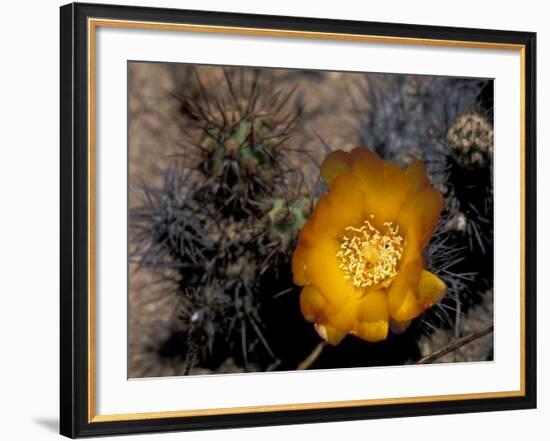 Cactus Flower in Atacama Desert, Chile-Andres Morya-Framed Photographic Print