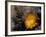 Cactus Flower in Atacama Desert, Chile-Andres Morya-Framed Photographic Print