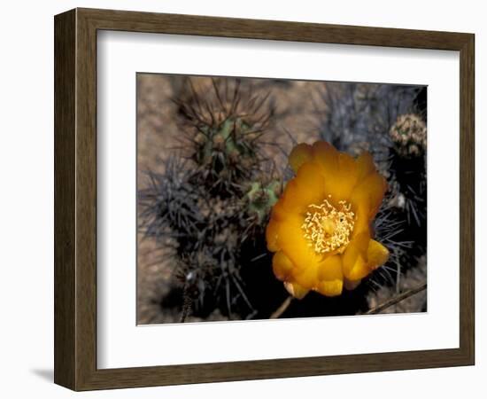 Cactus Flower in Atacama Desert, Chile-Andres Morya-Framed Photographic Print