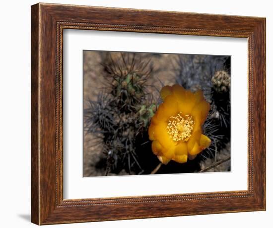 Cactus Flower in Atacama Desert, Chile-Andres Morya-Framed Photographic Print