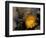 Cactus Flower in Atacama Desert, Chile-Andres Morya-Framed Photographic Print