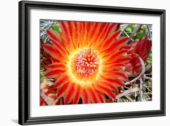 Cactus Flower IV-Douglas Taylor-Framed Photographic Print