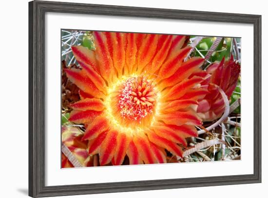 Cactus Flower IV-Douglas Taylor-Framed Photographic Print