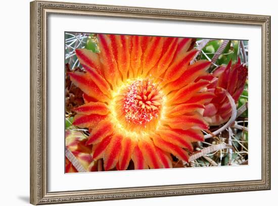 Cactus Flower IV-Douglas Taylor-Framed Photographic Print