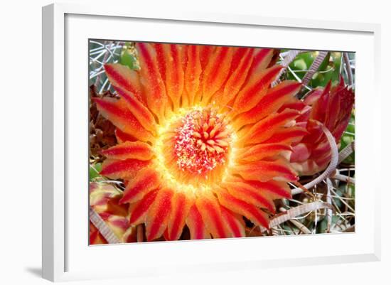 Cactus Flower IV-Douglas Taylor-Framed Photographic Print