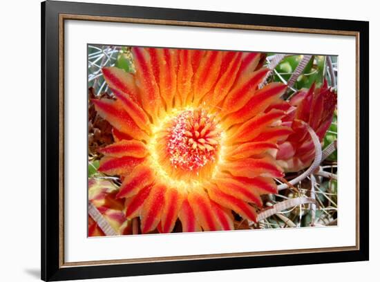 Cactus Flower IV-Douglas Taylor-Framed Photographic Print