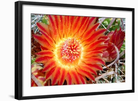 Cactus Flower IV-Douglas Taylor-Framed Photographic Print