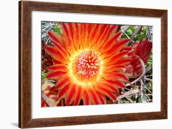 Cactus Flower IV-Douglas Taylor-Framed Photographic Print