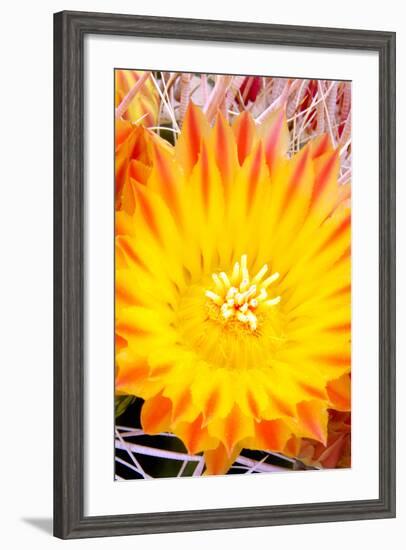 Cactus Flower V-Douglas Taylor-Framed Photographic Print