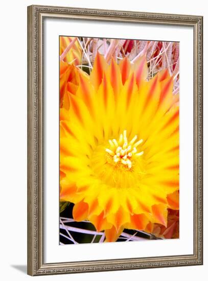 Cactus Flower V-Douglas Taylor-Framed Photographic Print