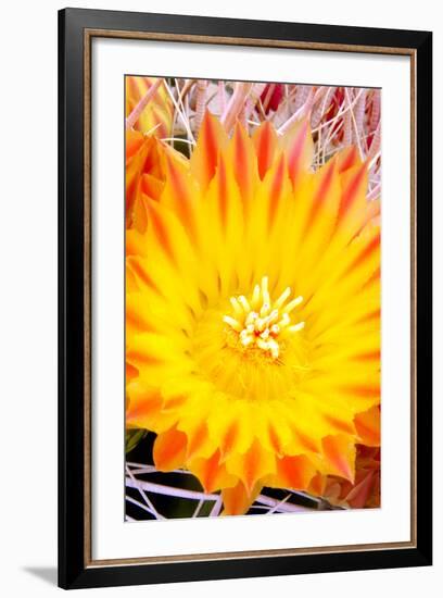 Cactus Flower V-Douglas Taylor-Framed Photographic Print