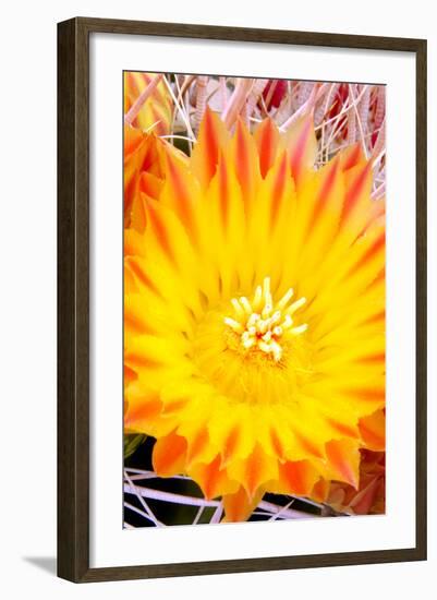 Cactus Flower V-Douglas Taylor-Framed Photographic Print