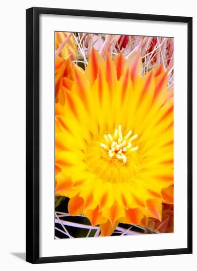 Cactus Flower V-Douglas Taylor-Framed Photographic Print