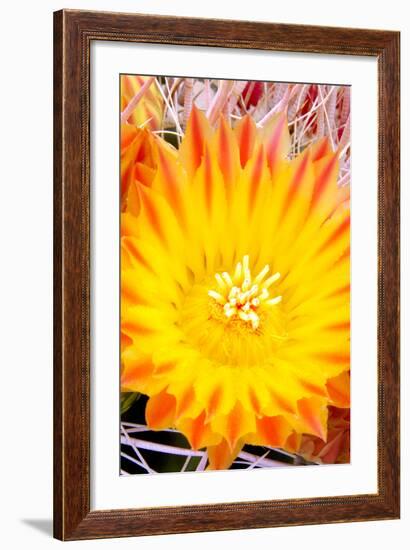 Cactus Flower V-Douglas Taylor-Framed Photographic Print