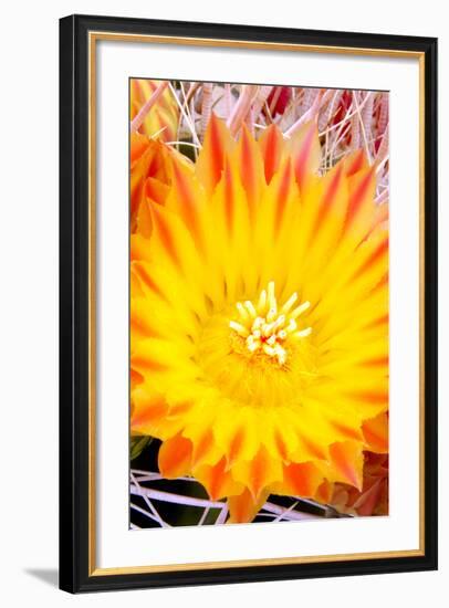 Cactus Flower V-Douglas Taylor-Framed Photographic Print