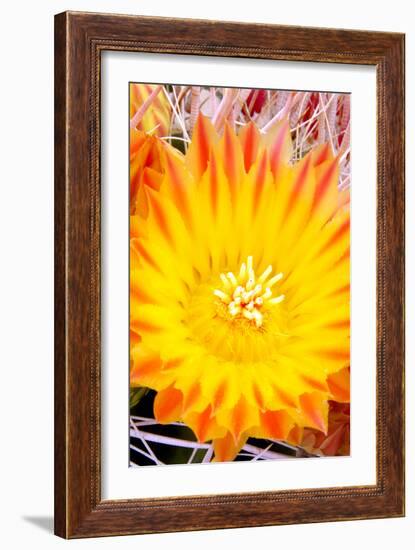 Cactus Flower V-Douglas Taylor-Framed Photographic Print